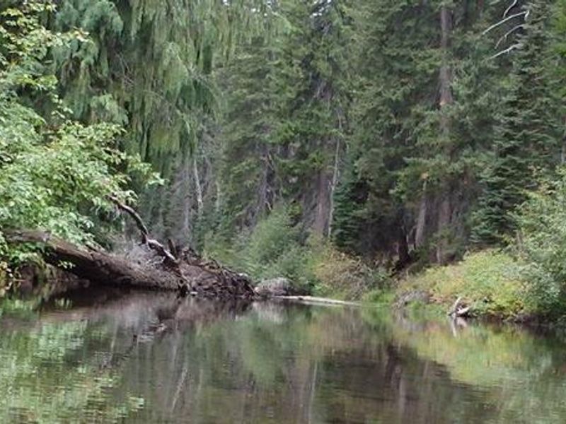Nice Quiet Campground with Old Growth Forest