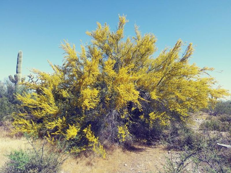 The trees at Organ Pipe Cactus start blooming late February through April.