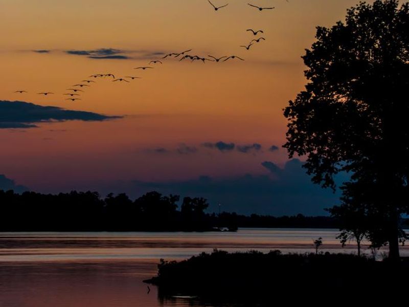Pelicans flying into the sunset at Crab Orchard NWR