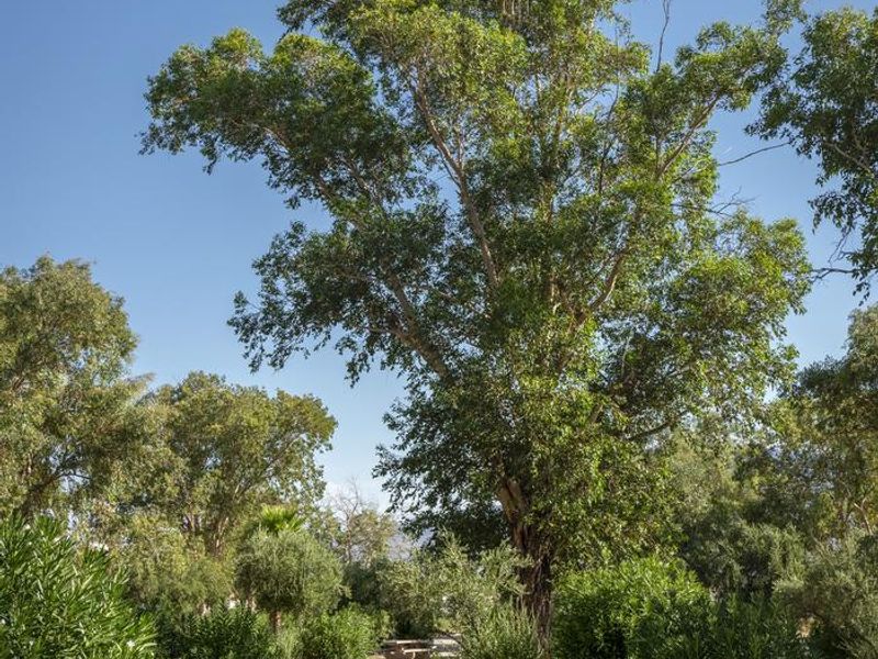 Trees are located throughout the Temple Bar Campground