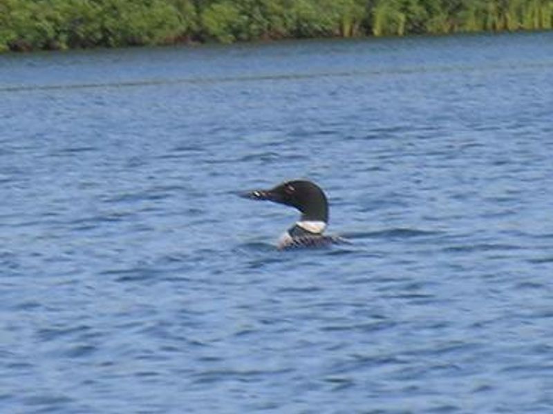 Sighting of Common Loon on McKeever Lake