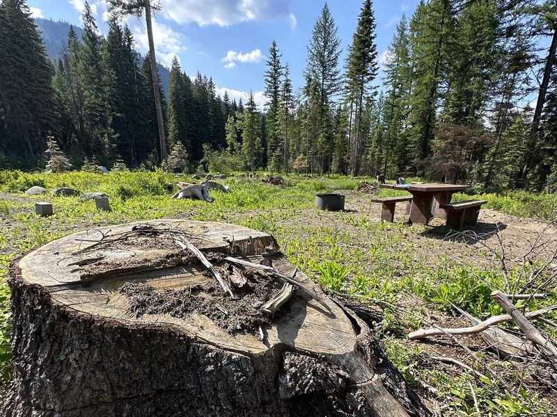 Amanita Rehabilitation