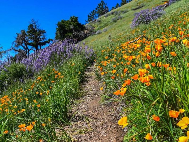 Los Padres National Forest