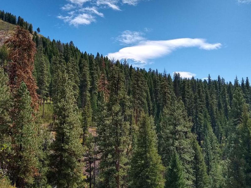 Deer Park cabin is surrounded by thick evergreens, canyons, and the North Fork of the Boise River.