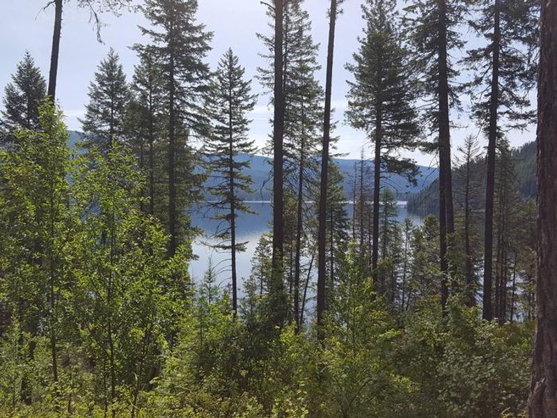 Priest Lake thru the trees