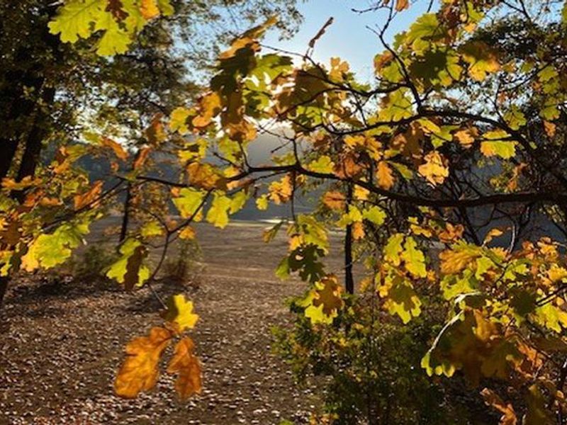 Gregory Creek in the Fall