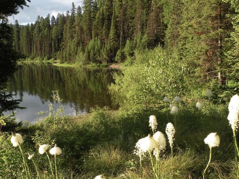 Lake Inez, Montana, looking northwest. Bear grass is blooming in the early summer. 
