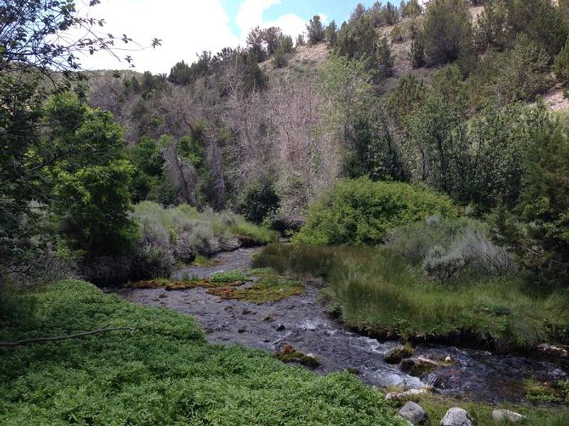 The small stream the runs throughout the campground.