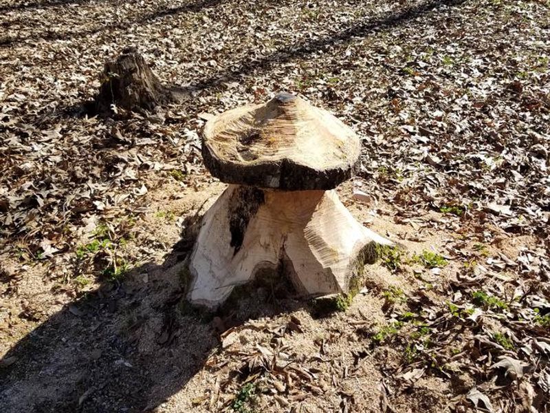 Mushroom Wood Carving