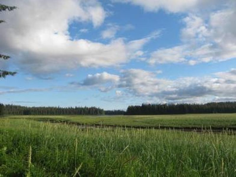 Tide flat in front of the cabin 
