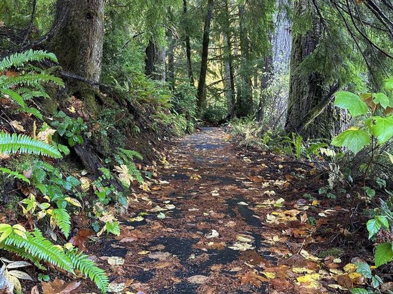 Paved waterfall trail with leaves on the ground.