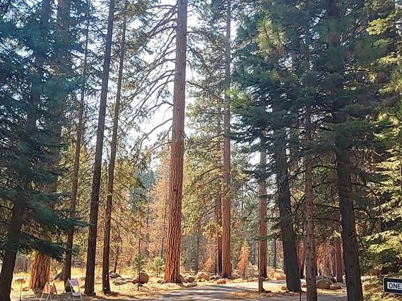 Beautiful tall conifers at Almanor South Campground
