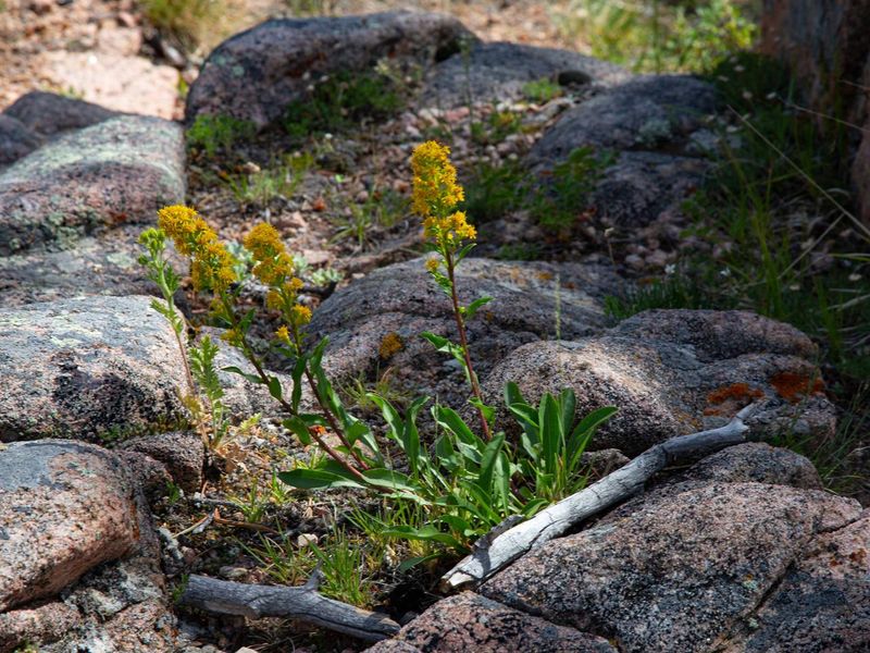 Flowers at Vedauwoo