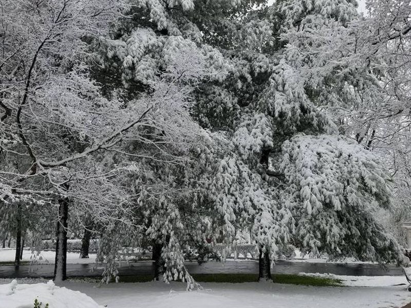 Snow Covered Tree