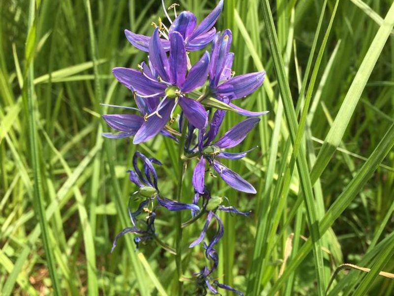 Camas at North Arm
