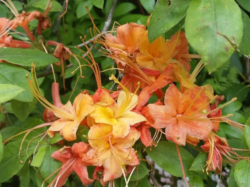 Azaleas line many sections of the Parkway and add to the scenic beauty of the area.  