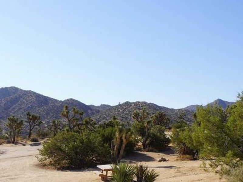Lush Joshua Trees and beautiful views of the Little San Bernardino Mountains