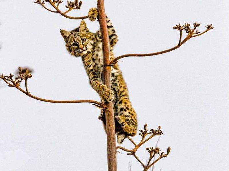 Huge Variety of Wildlife