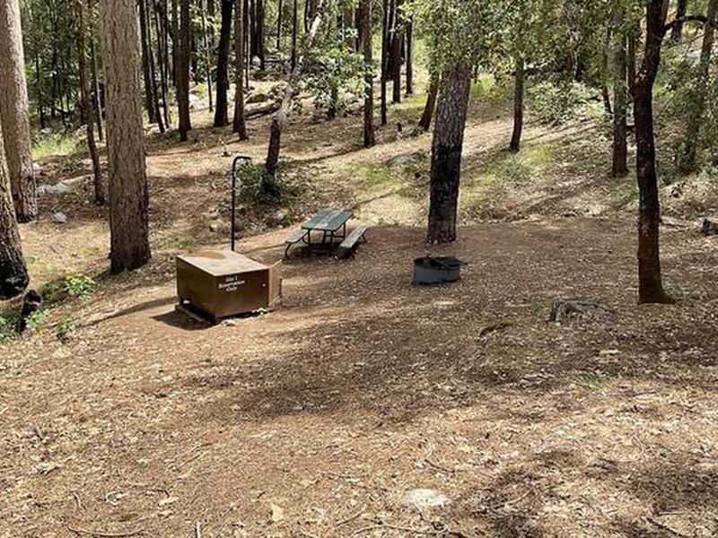 A photo of typical Sheep Camp Primitive campsite.