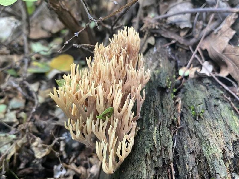 A coral mushroom growing in the high elevation of Saguaro N