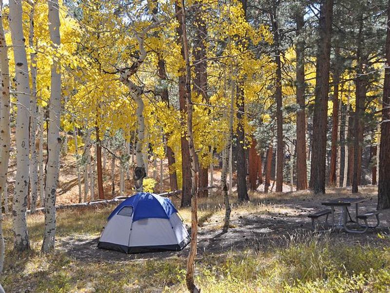 Tent among golden aspens