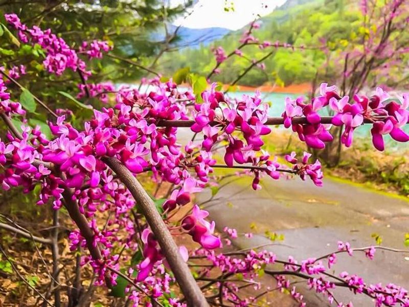 Red Bud Blooms at Ellery Creek