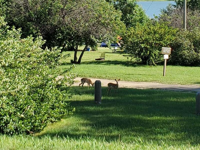 2 Whitetail deer fawns enjoying an afternoon snack near campsite number 8.