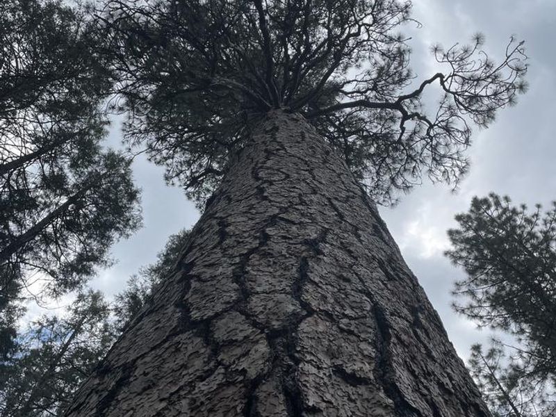 Ponderosa Pine Tree in Campground
