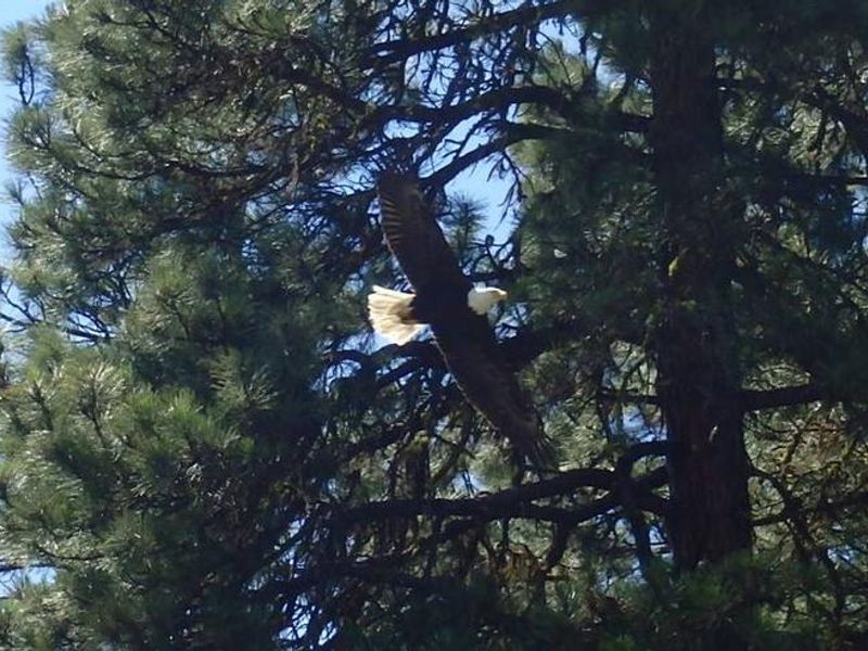 Eagle and Pine trees.