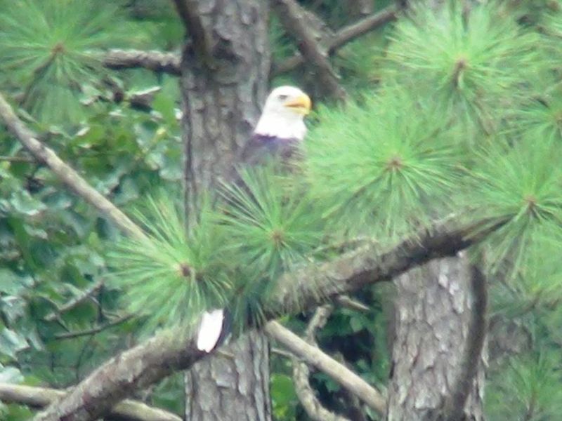 On a lucky day you may spot the beautiful Bald Eagles that are sometimes seen at the lake.  