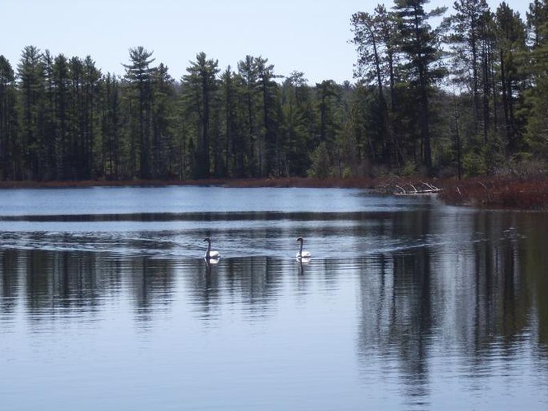 Swans located on Island Lake 
