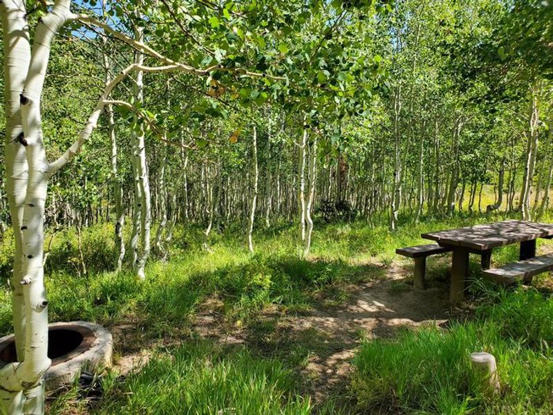 Gooseberry Group Campground Site #8