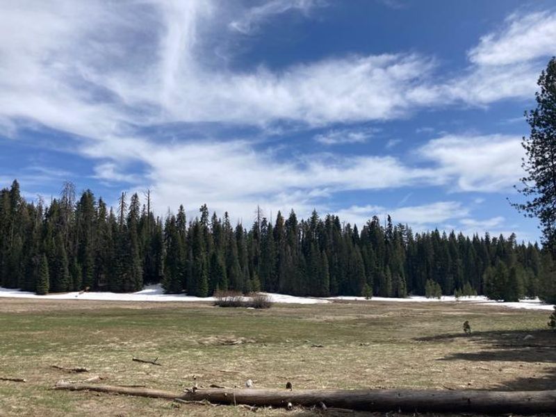 The Meadow at Crane Flat