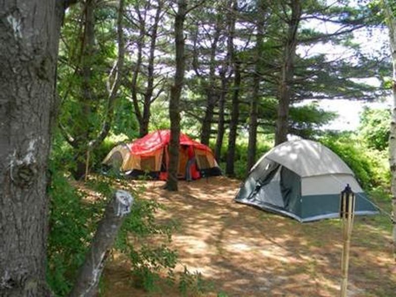 Tents pitched under trees