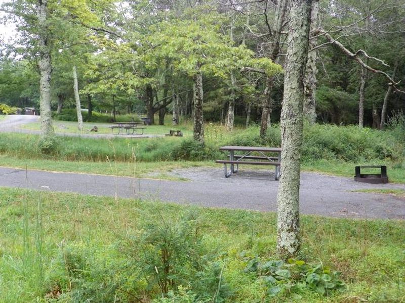 The picnic table and fire ring of a campsite sit next to a paved parking space, with a row of bushes surrounding the site. More campsites are laid out in a row in the background.