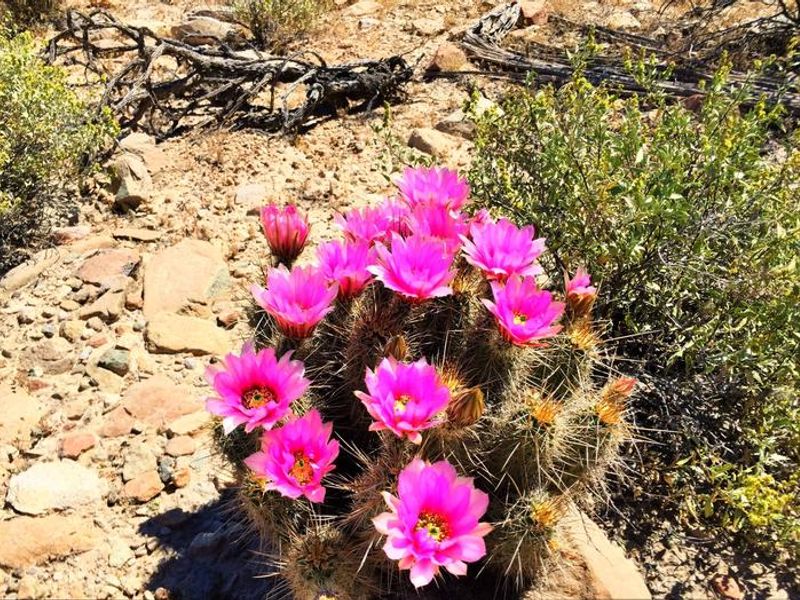 Visit in spring and summer to see the cacti in bloom!
