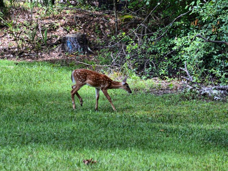 McKinney Campground resident fawn.