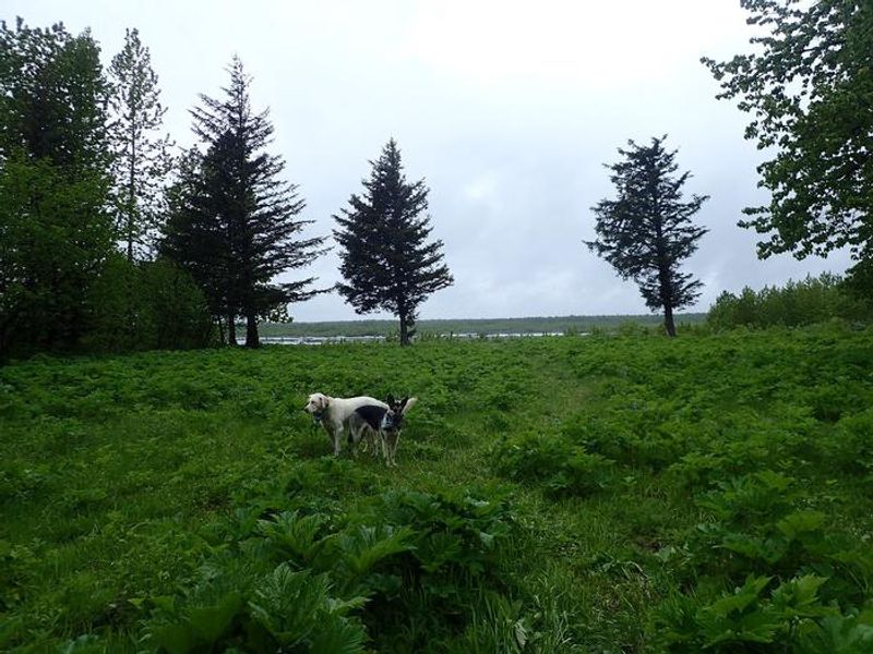 Dog-friendly grounds!