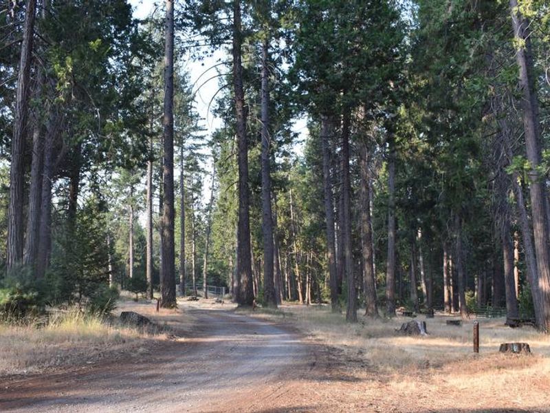 Many of the camp sites are shaded by trees.