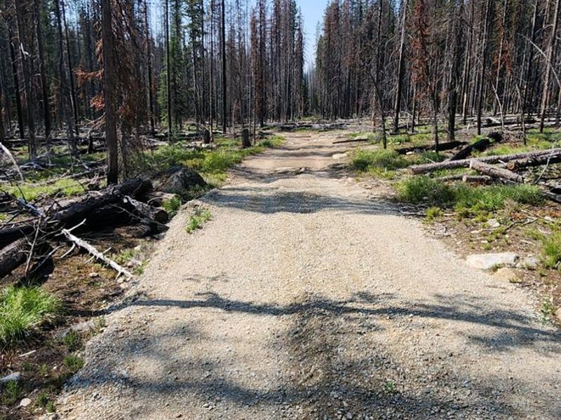 Rough road into cabin