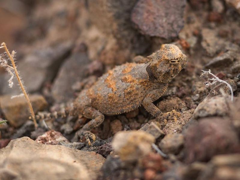Horned Lizard