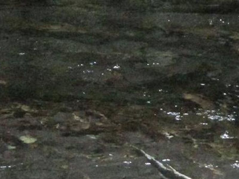 Silver Springs Campground