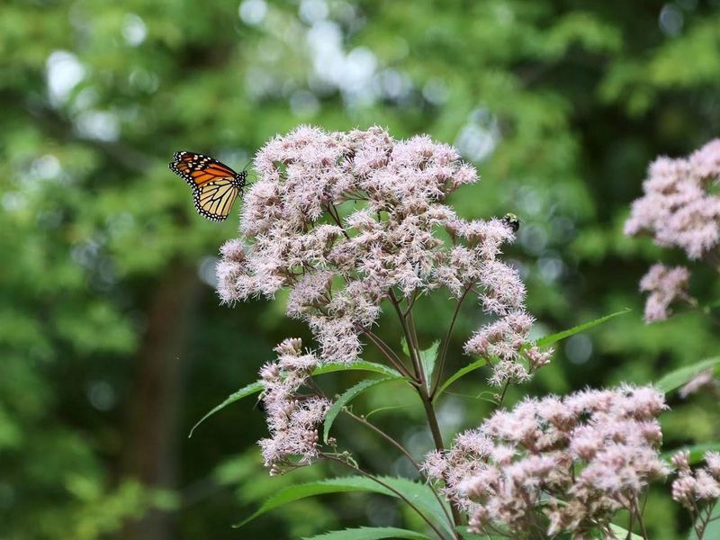 Butterfly on Milkweed