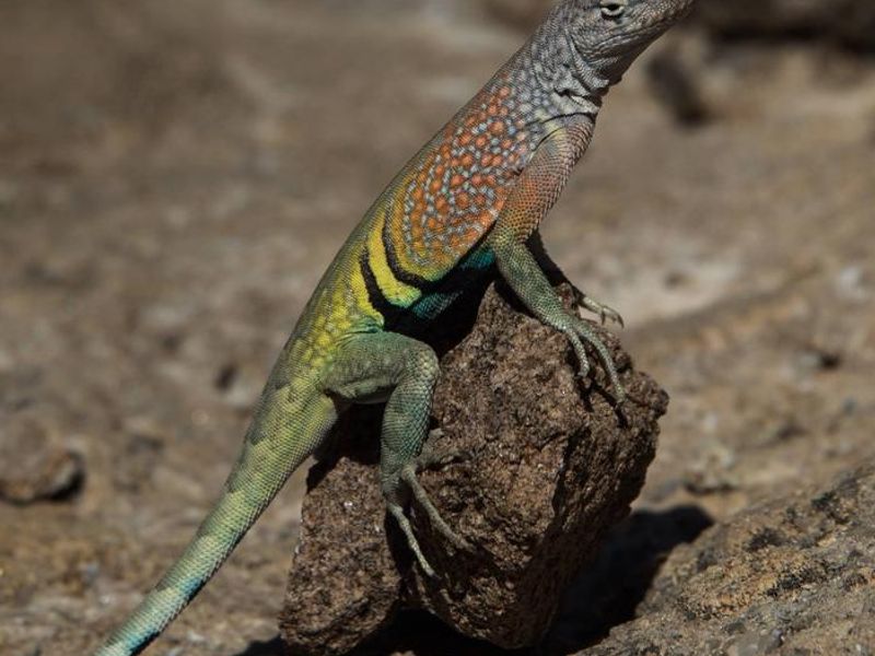 Big Bend National Park
