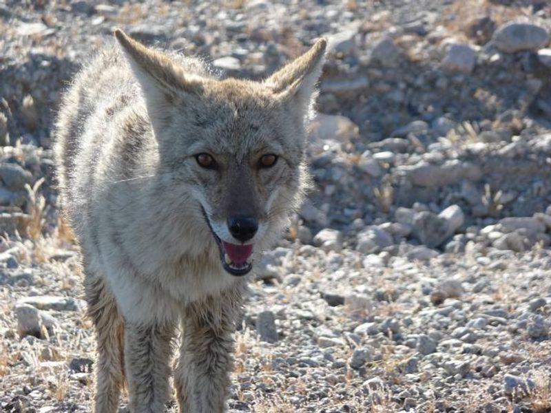 One of the many coyotes that inhabit Death Valley