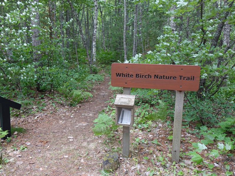 White Birch trail head at Twelvemile campground