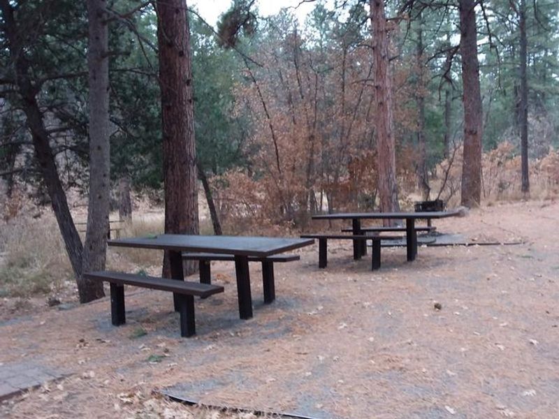 Picnic tables in the woods at Doc Long 