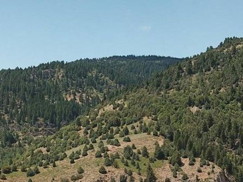 Wood Camp Campground (UT)