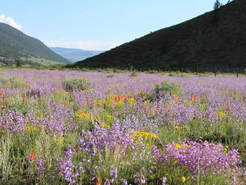 Wildflowers at Marshall Park Campground