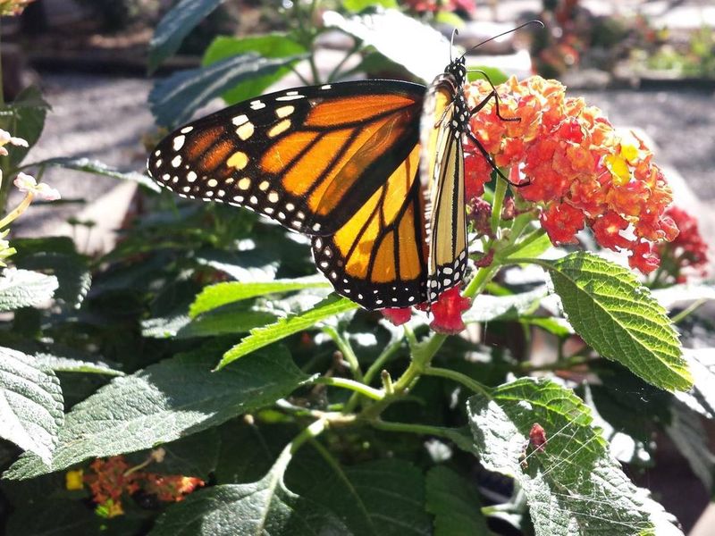 Monarch Butterfly